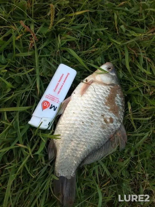 Crucian carp — Ryasitsa, Aug 22, 2018