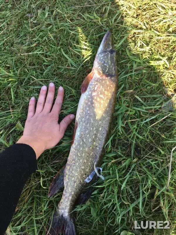 Pike — Olshanskiy karyer, Aug 26, 2018