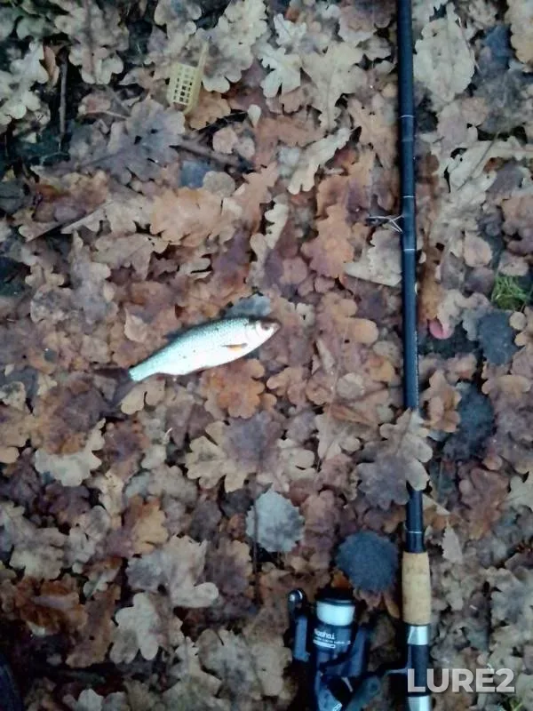 Carp, Roach — Desnogorskoye, Nov 10, 2018