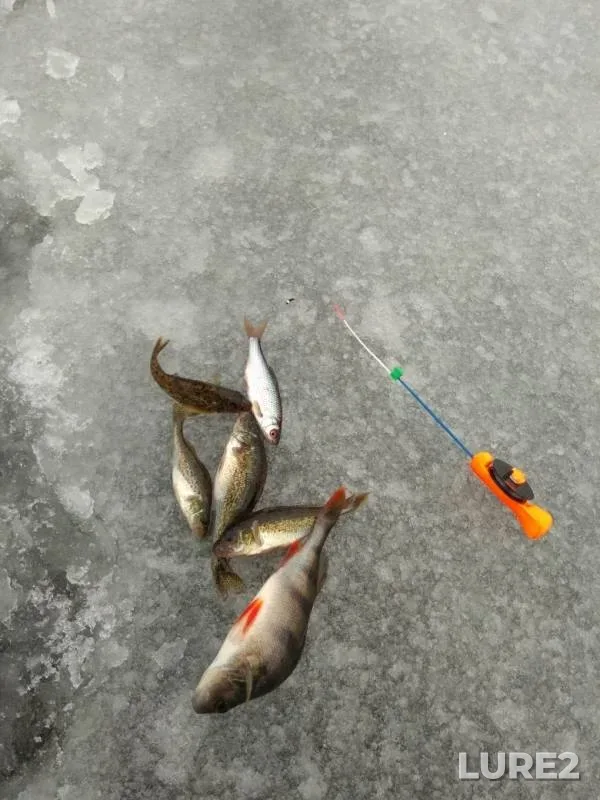 Perch, Roach — Penesnar, Dec 06, 2018
