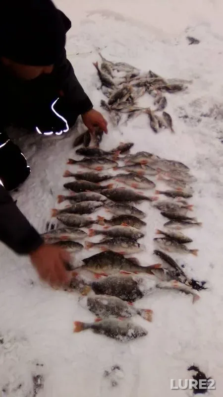 Perch — Smolenskaya oblast, Dec 06, 2018