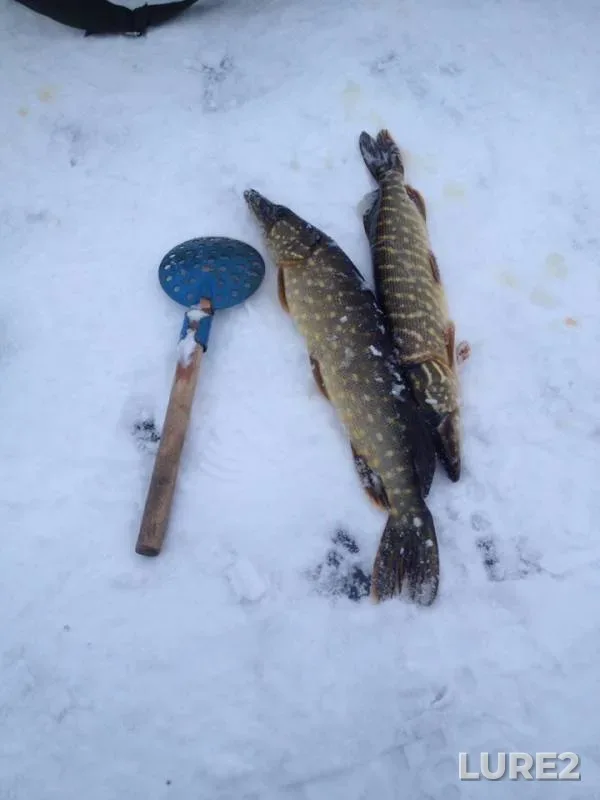 Pike — Kuprinskoye, Dec 09, 2018