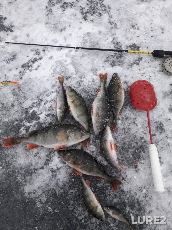 Perch — Sapsho, Dec 15, 2018
