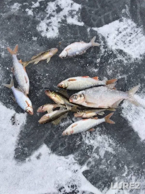 Bream, Roach — Akatovskoye, Dec 15, 2018