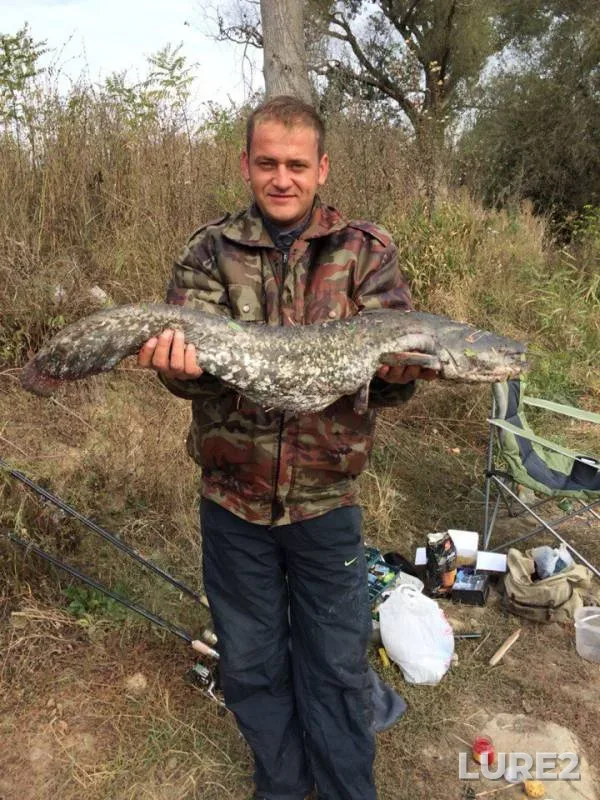 Bream, Wels catfish — Kuban, Oct 12, 2015