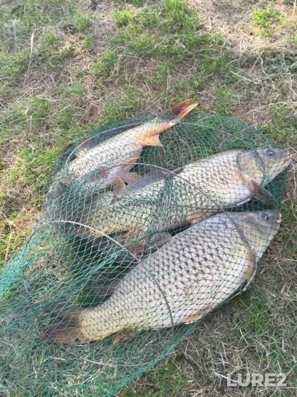 Carp — Kuban, May 01, 2016