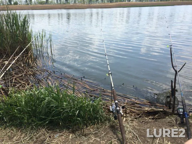 Crucian carp — Chelbas, May 03, 2016