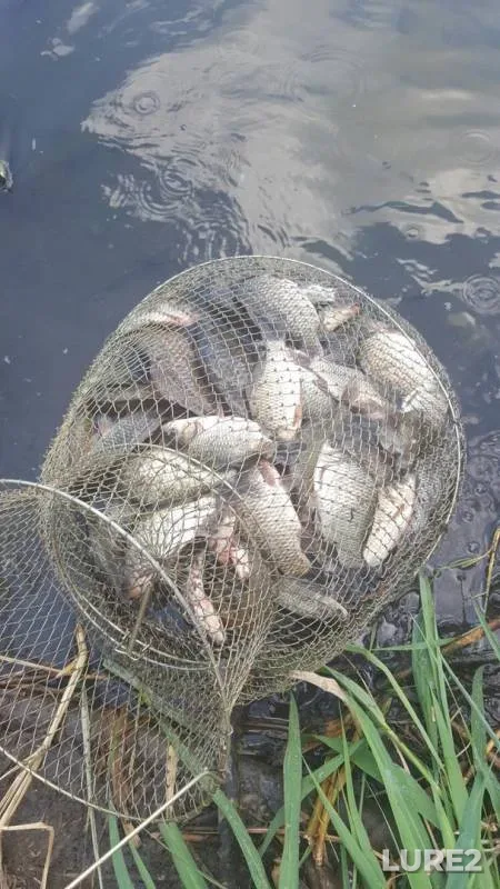 Crucian carp — 3ya-Kochety, Jul 26, 2016