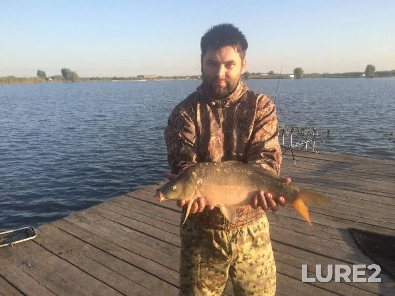 Carp — Krasnodarskiy kray, Sep 15, 2016