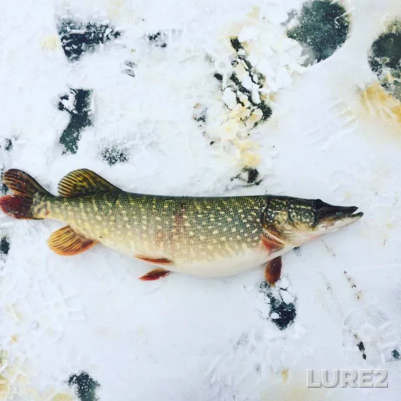 Pike — Kurchanskiy liman, Feb 03, 2017