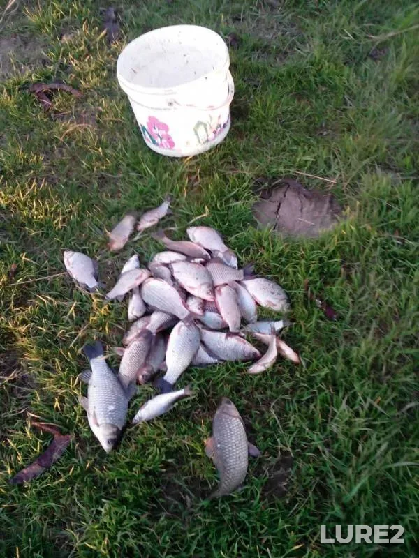 Crucian carp — Krasnodarskiy kray, Temryukskiy rayon, Apr 06, 2017