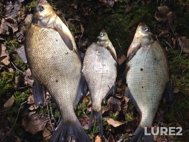 Bream — Nyukhti, May 28, 2019