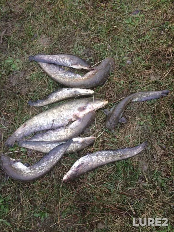 Wels catfish — Kuban, Apr 06, 2017