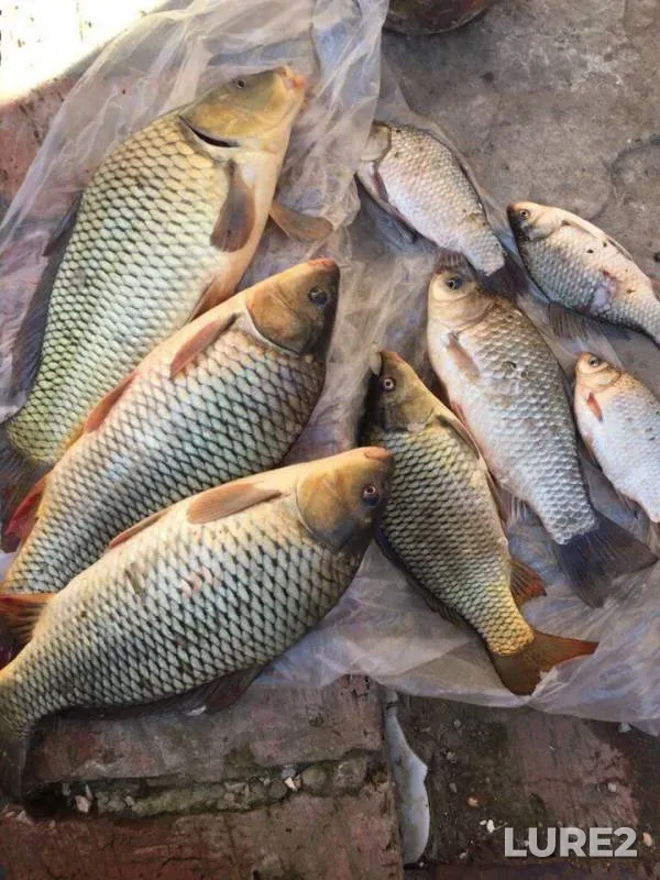 Carp, Crucian carp — Kuban, Apr 16, 2017