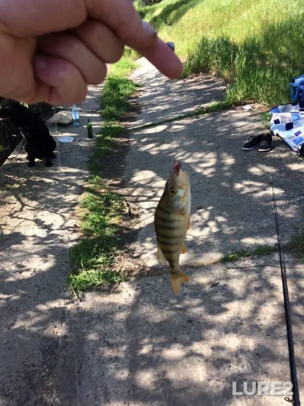 Perch — Kuban, May 01, 2017