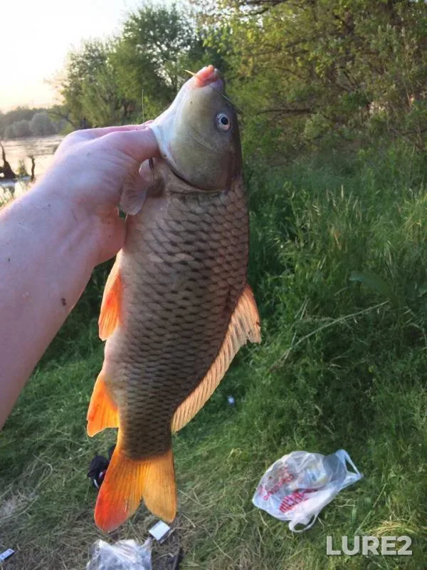 Carp — Kuban, May 02, 2017