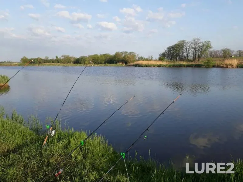 Carp, Crucian carp — Krasnodarskiy kray, Gulkevichskiy rayon, May 08, 2017