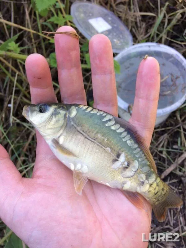Carp — Kuban, Jun 07, 2017