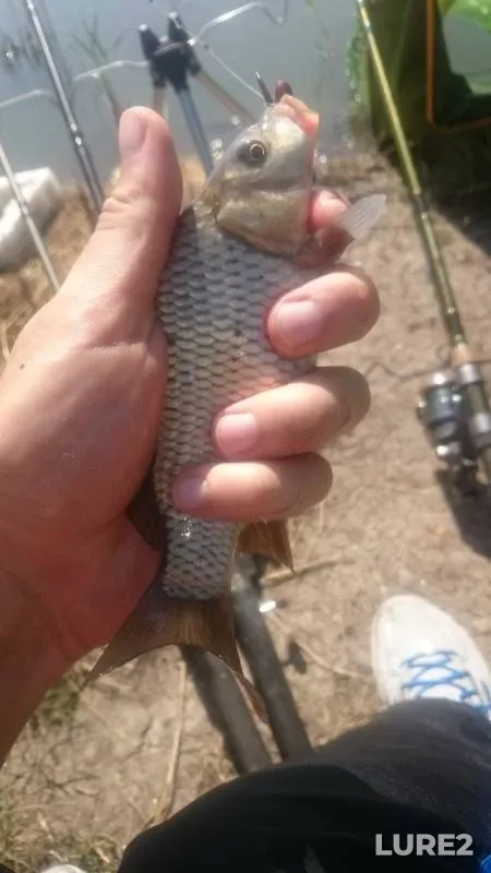 Crucian carp — Respublika Adygeya, Takhtamukayskiy rayon, Jul 09, 2017