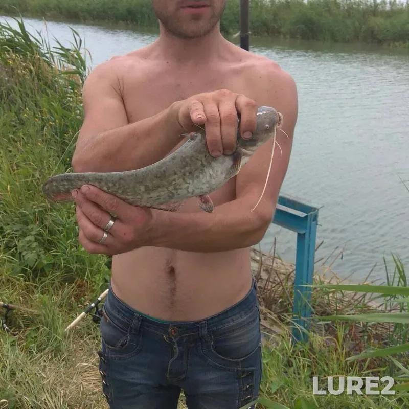 Wels catfish — Krasnodarskiy kray, Kalininskiy rayon, Jul 12, 2017