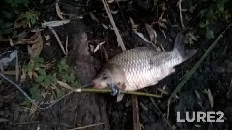 Crucian carp — Kochety, Aug 08, 2017