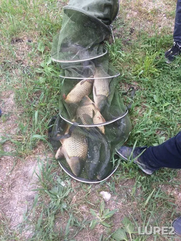 Carp — Krasnodarskiy kray, Dinskoy rayon, Aug 21, 2017
