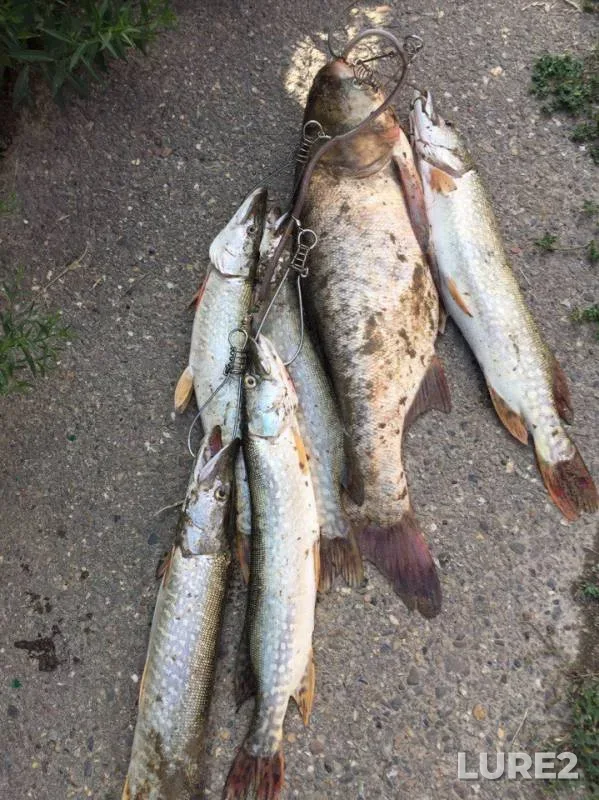 Pike — Kuban, Sep 02, 2017
