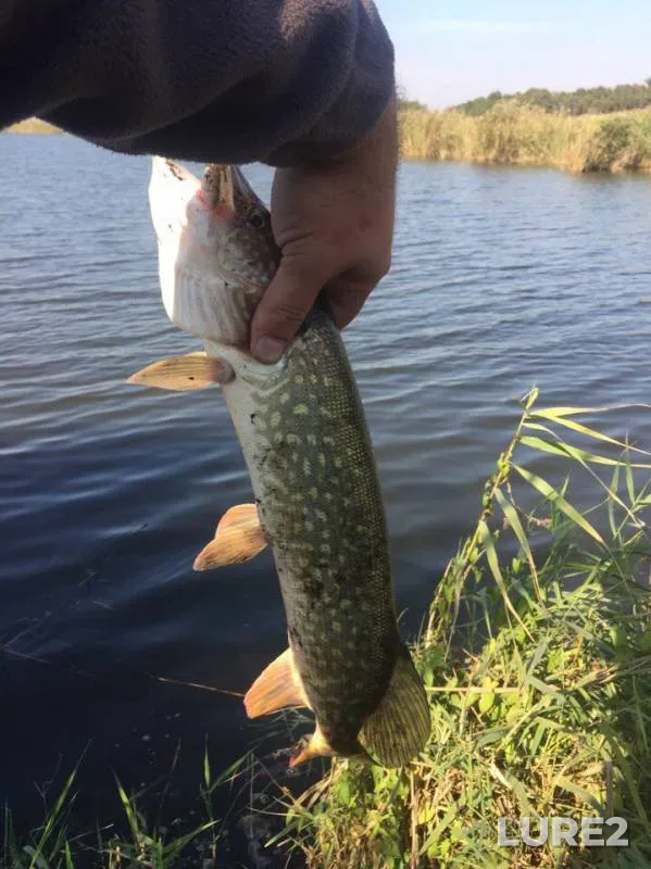 Pike — Krasnodarskiy kray, Vyselkovskiy rayon, Oct 12, 2017