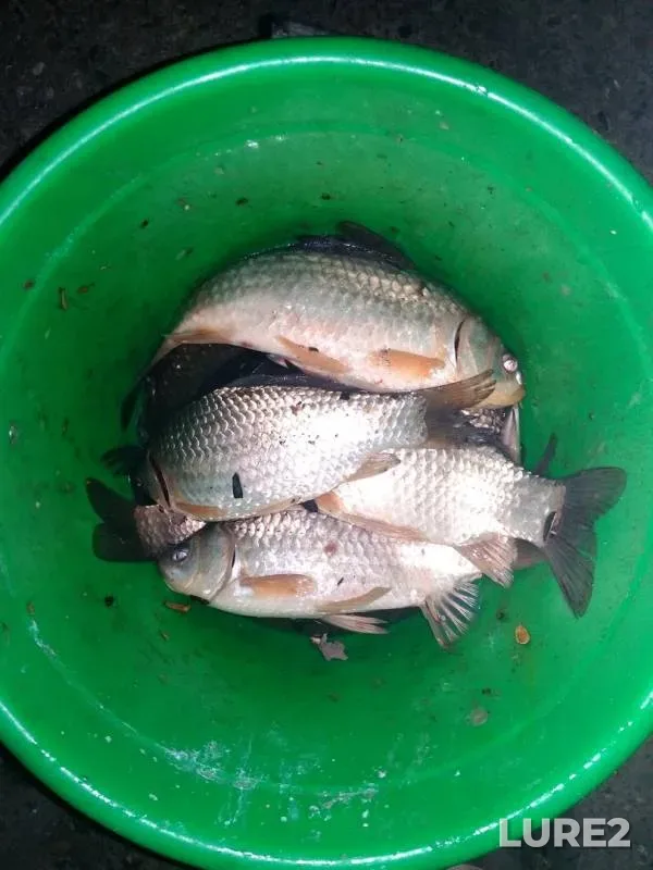 Crucian carp — Kirpili, Apr 11, 2018