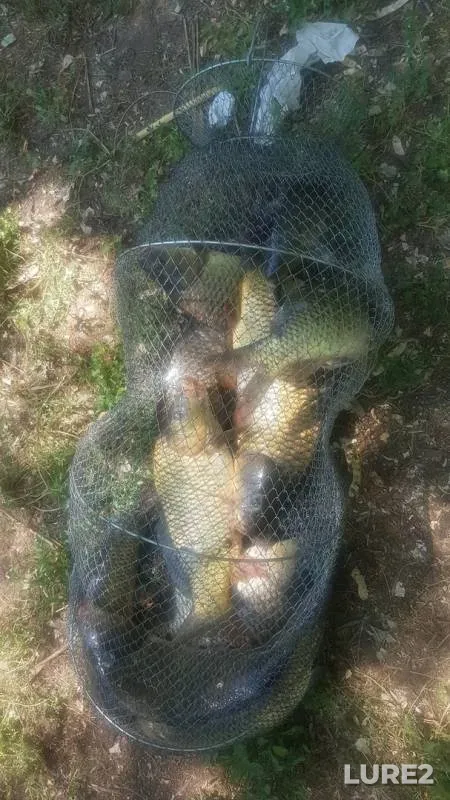 Carp — 2-ya Kochety, Jul 02, 2018