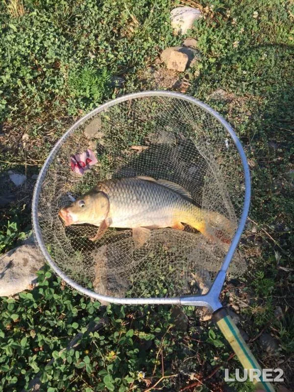 Carp — Tuapse, Jul 08, 2018