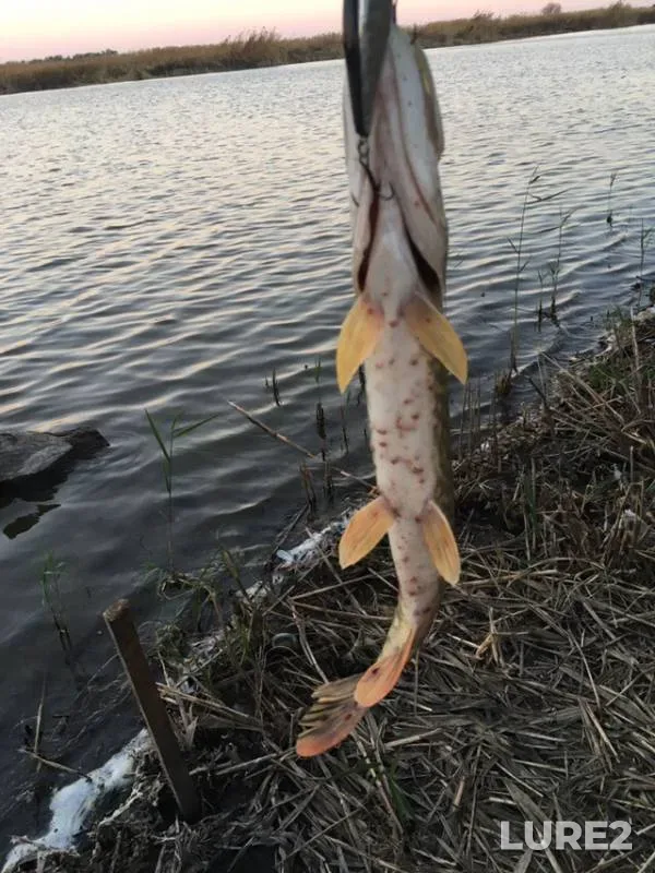 Pike — Kirpili, Oct 16, 2018