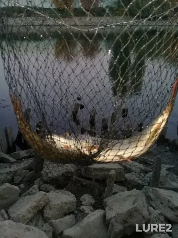 Pike — Shapsugskoye, Oct 19, 2018