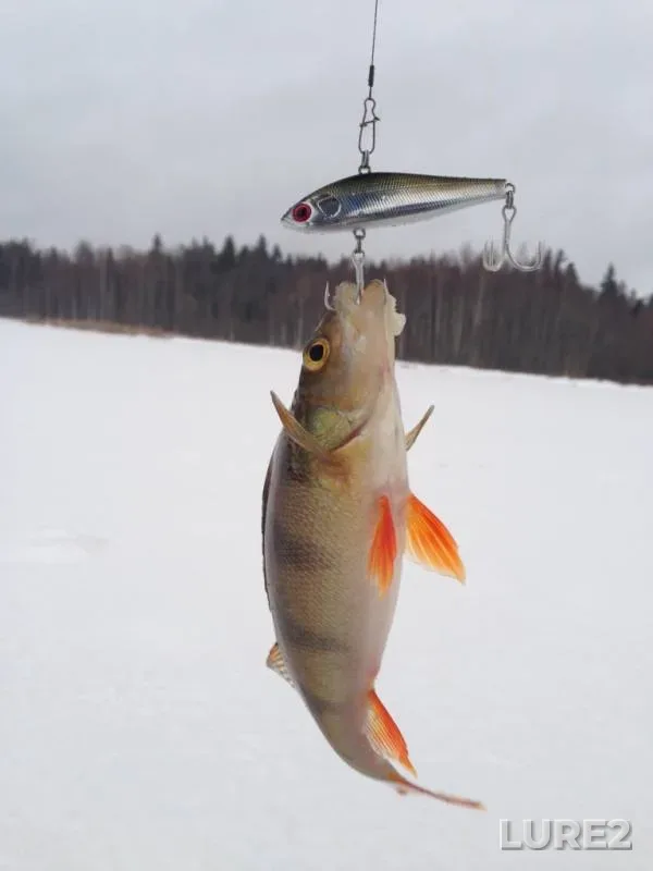 Perch — Rudakovka, Feb 16, 2019