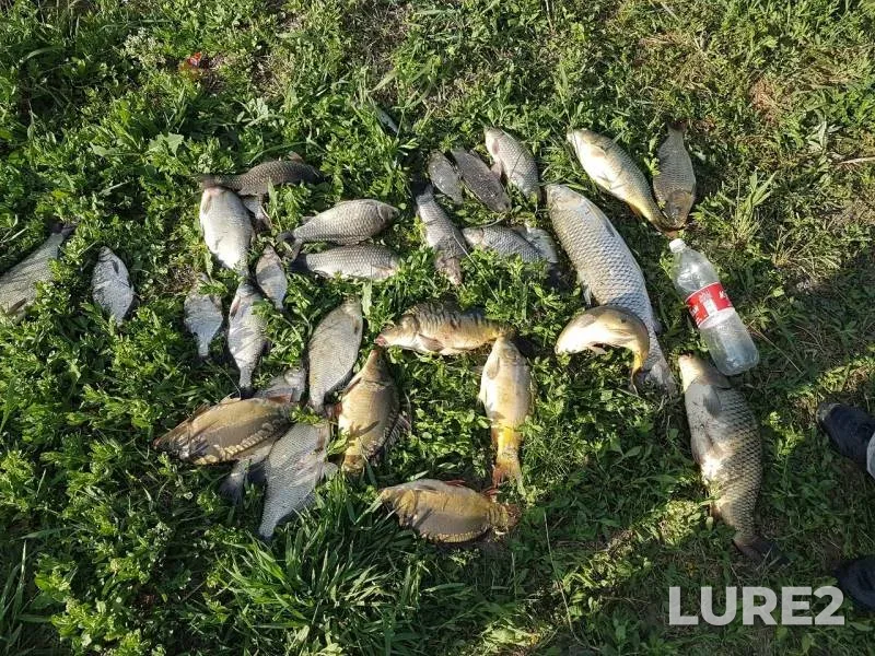 Carp, Crucian carp — Krasnodarskiy kray, May 06, 2019