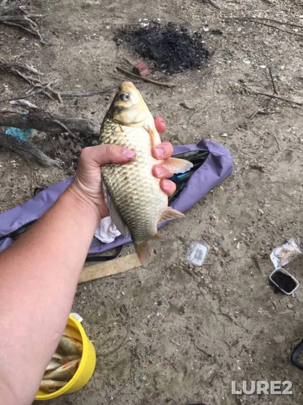 Crucian carp — Kuban, Aug 11, 2019