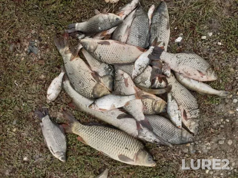 Crucian carp, Roach — Krasnodarskiy kray, Oct 06, 2019