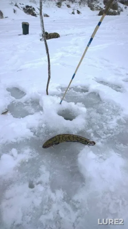 Burbot — Don, Dec 18, 2016