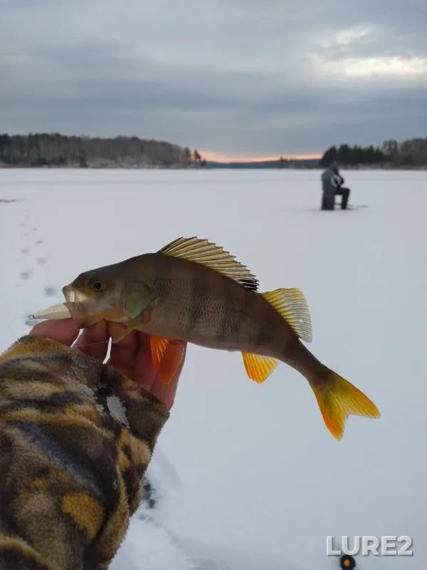 Perch — Argazinskoye, Nov 16, 2019