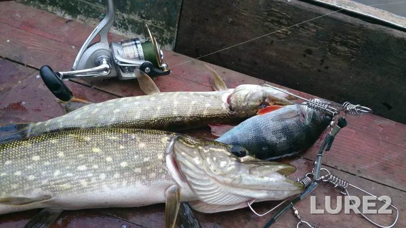 Perch, Pike — Tverskaya oblast, Oct 07, 2015
