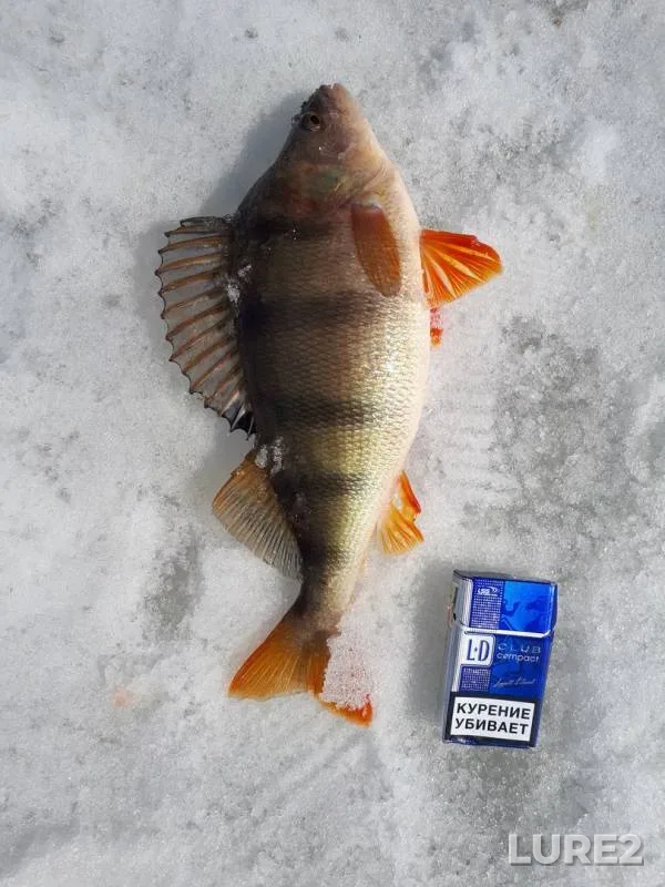 Perch — protoka Syroy Agan, May 02, 2018