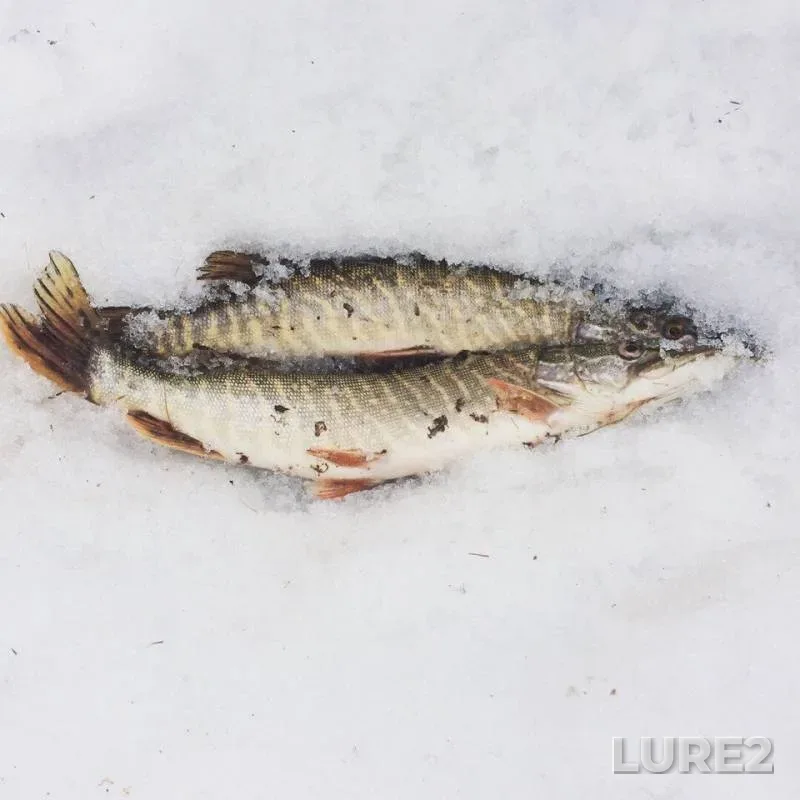 Pike, Roach — Yendyr, May 12, 2018