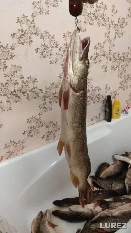 Pike — protoka Yendyrskaya, Jun 14, 2018