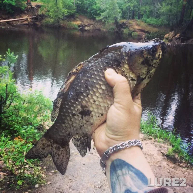 Crucian carp — Konda, Jul 09, 2018