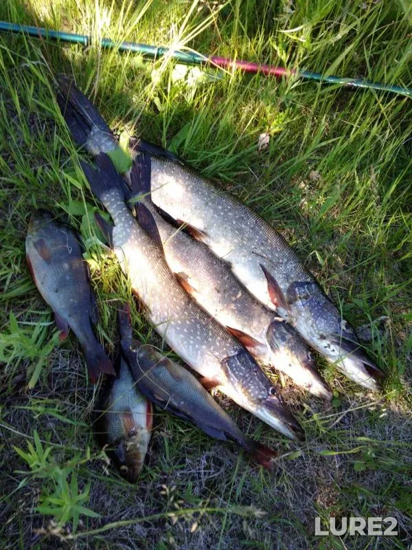 Perch, Pike — Seul, Jul 14, 2018