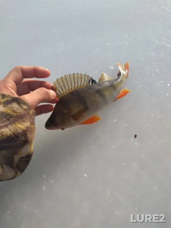 Perch — Respublika Bashkortostan, Nov 10, 2019