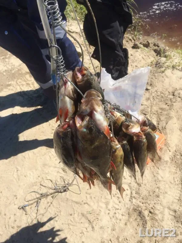Perch — Khoshmyaga, Jul 21, 2018