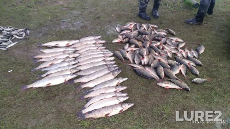 Perch, Pike — 2-y Yarkovskiy kotlovan, Aug 16, 2018