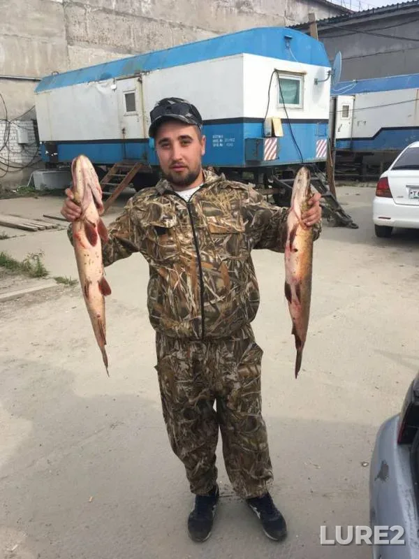 Pike — Tyumenskaya oblast, Uvatskiy rayon, Sep 08, 2018