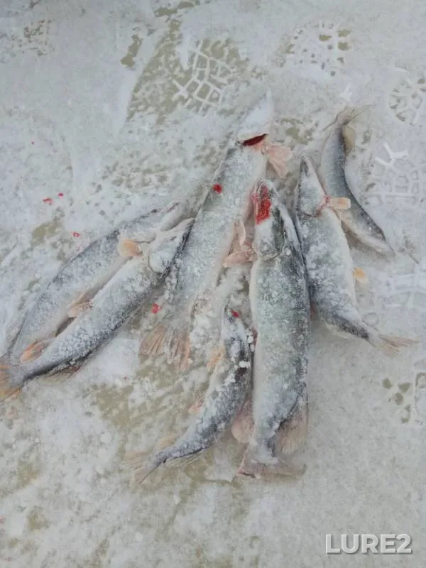 Pike — protoka Saraynyy Pasl, Nov 01, 2018